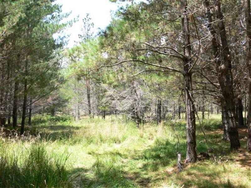 Lot 244 Radiata Close, Stanthorpe QLD 4380