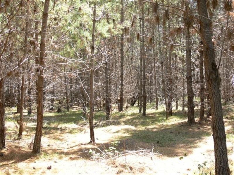 Lot 244 Radiata Close, Stanthorpe QLD 4380