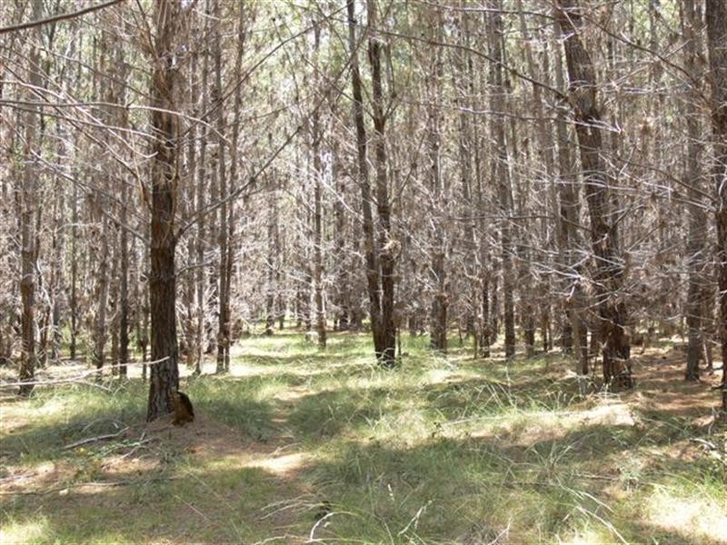 Lot 244 Radiata Close, Stanthorpe QLD 4380