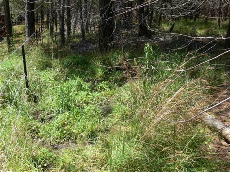 Lot 244 Radiata Close, Stanthorpe QLD 4380