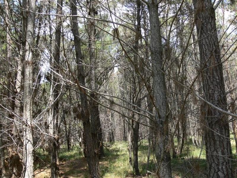 Lot 244 Radiata Close, Stanthorpe QLD 4380