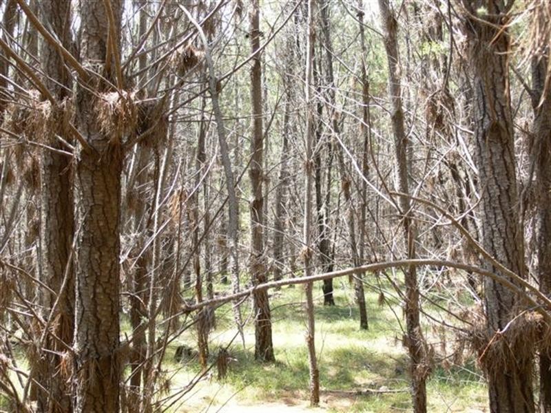 Lot 244 Radiata Close, Stanthorpe QLD 4380