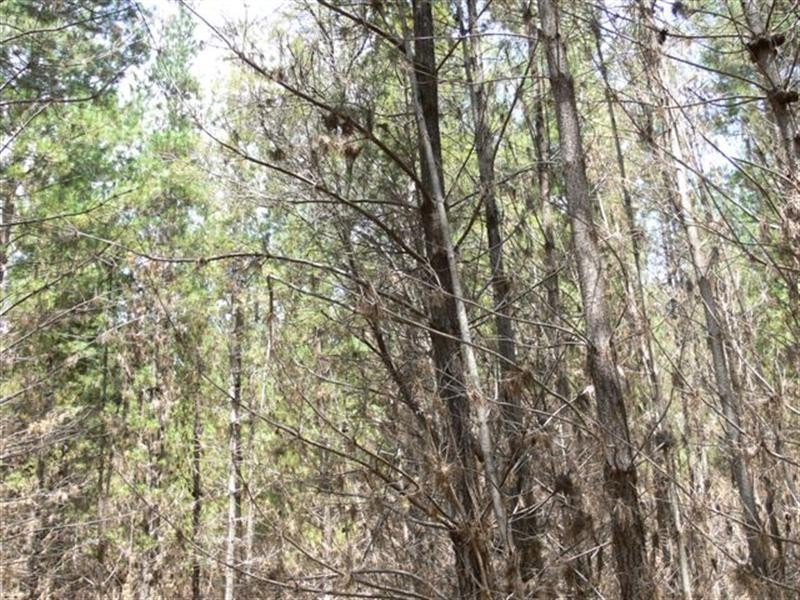 Lot 244 Radiata Close, Stanthorpe QLD 4380