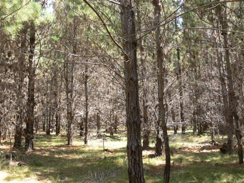 Lot 244 Radiata Close, Stanthorpe QLD 4380