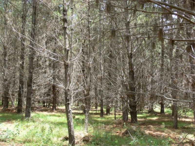 Lot 232 Central Road, Sugarloaf via, Stanthorpe QLD 4380