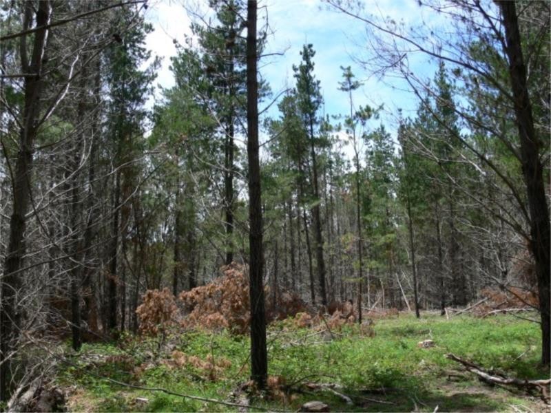 Lot 232 Central Road, Sugarloaf via, Stanthorpe QLD 4380