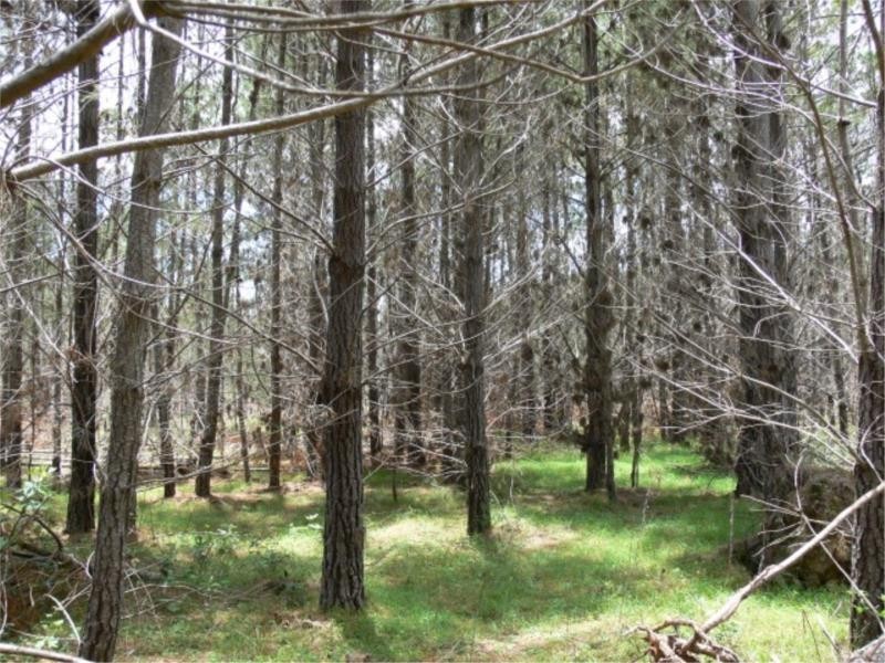 Lot 232 Central Road, Sugarloaf via, Stanthorpe QLD 4380