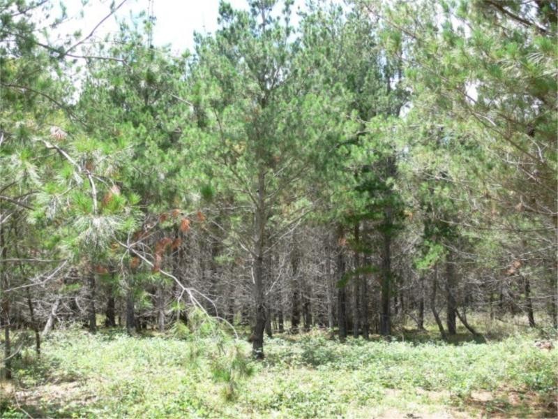 Lot 233 Central Road, Sugarloaf via, Stanthorpe QLD 4380