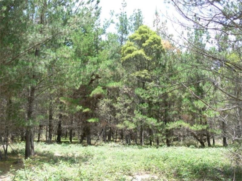 Lot 233 Central Road, Sugarloaf via, Stanthorpe QLD 4380