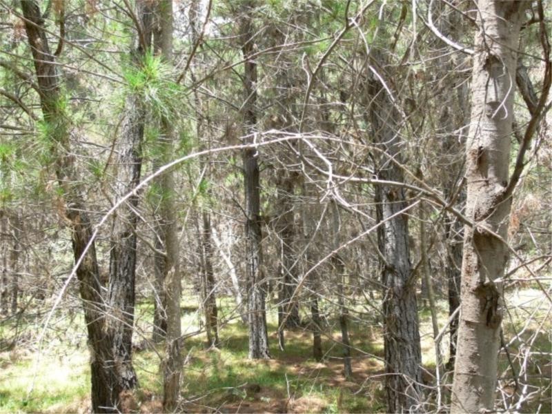 Lot 233 Central Road, Sugarloaf via, Stanthorpe QLD 4380