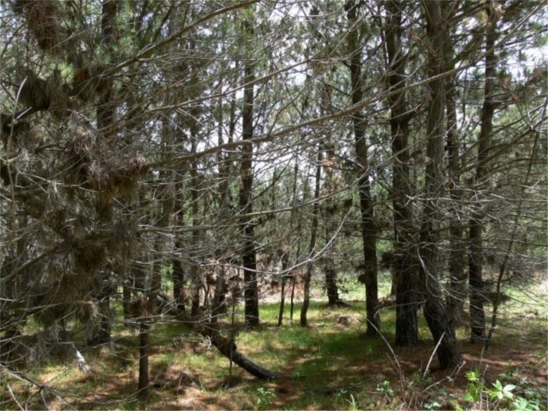 Lot 233 Central Road, Sugarloaf via, Stanthorpe QLD 4380