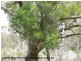 Lot 1 Unold Lane, Dalcouth via, Stanthorpe QLD 4380