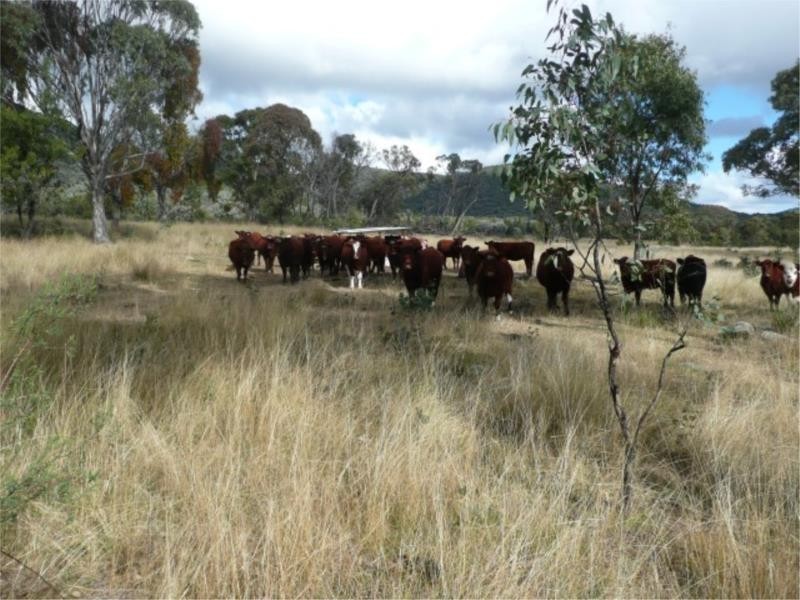 Lot 11 Saxby Road, Ballandean via, Stanthorpe QLD 4380