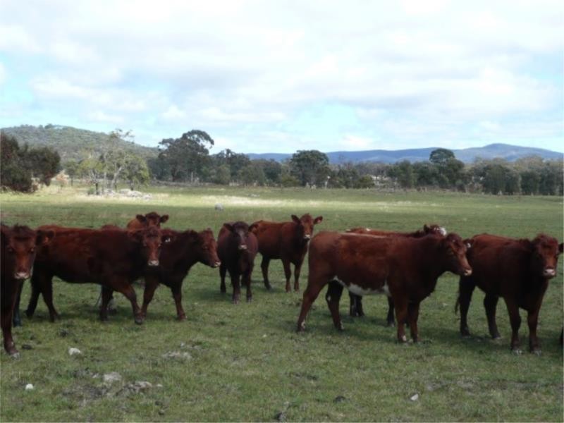 Lot 11 Saxby Road, Ballandean via, Stanthorpe QLD 4380
