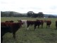 Lot 11 Saxby Road, Ballandean via, Stanthorpe QLD 4380