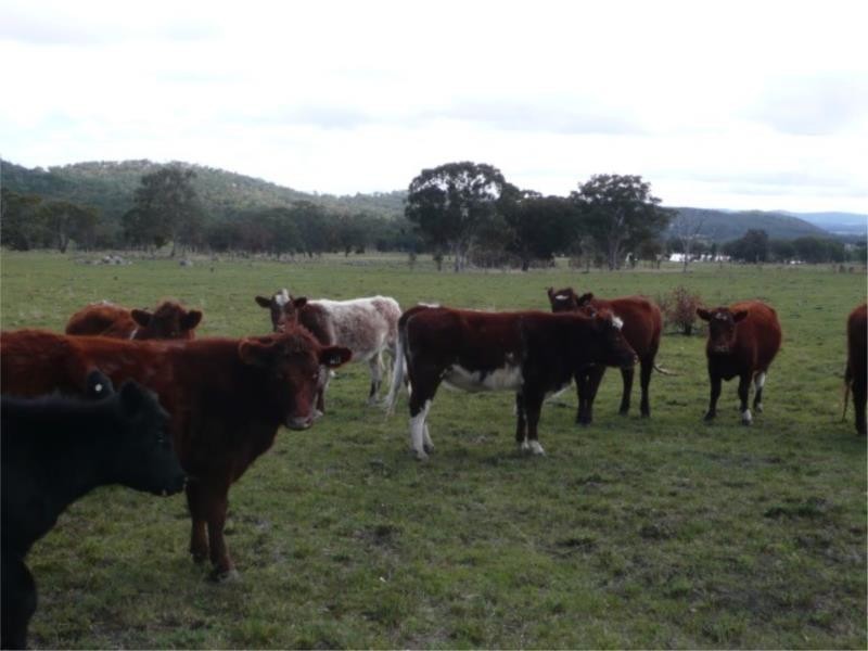 Lot 11 Saxby Road, Ballandean via, Stanthorpe QLD 4380