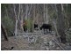 1705 Rabbit Fence Road, Pozieres QLD 4352