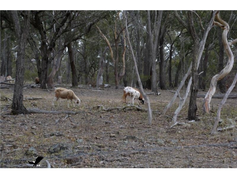 1705 Rabbit Fence Road, Pozieres QLD 4352