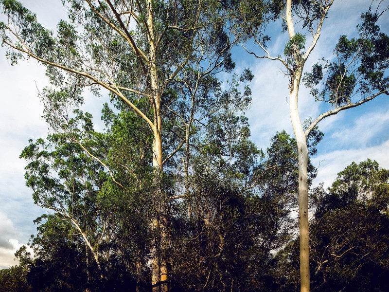 15/2 Brushbox Court, Chapel Hill QLD 4069