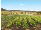 283 Southbrook Road, Felton QLD 4358