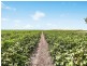 153 McGrath Road, Cecil Plains QLD 4407