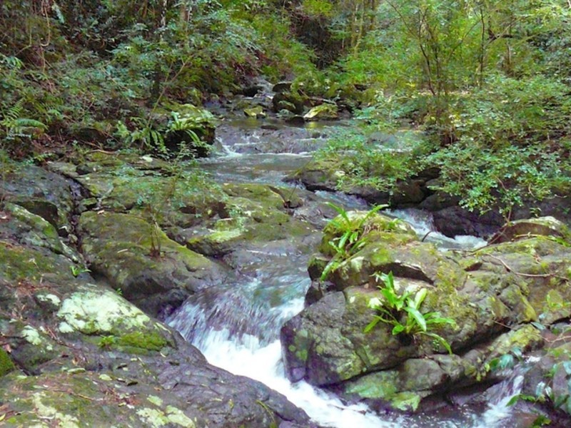 305 Coolamon Scenic Drive, Coorabell NSW 2479