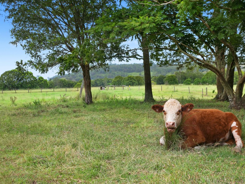 1533 Nimbin Road, Koonorigan NSW 2480