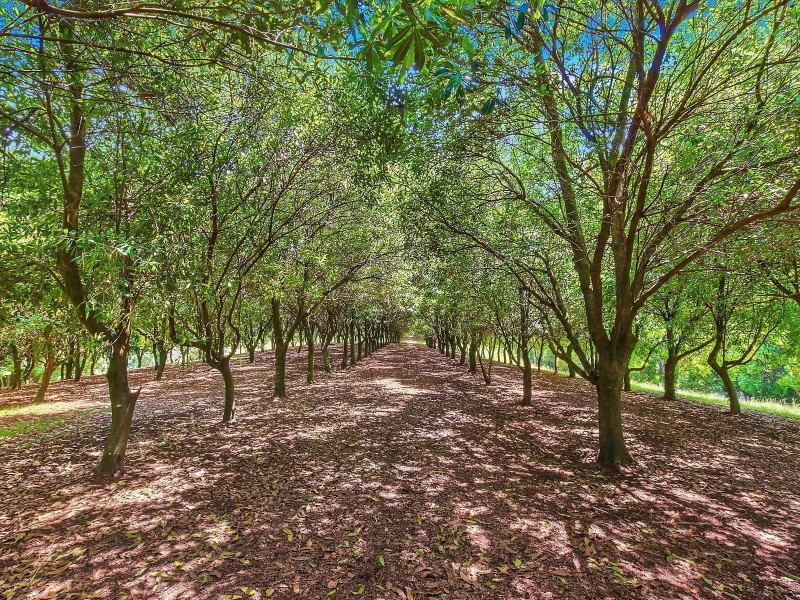 412 Repentance Creek Road, Rosebank NSW 2480