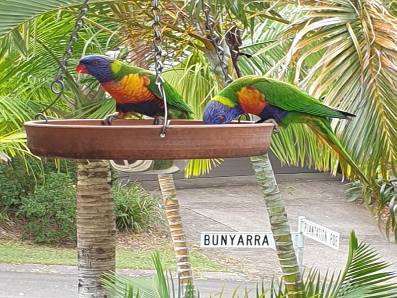 7 Bunyarra Court, Buderim QLD 4556