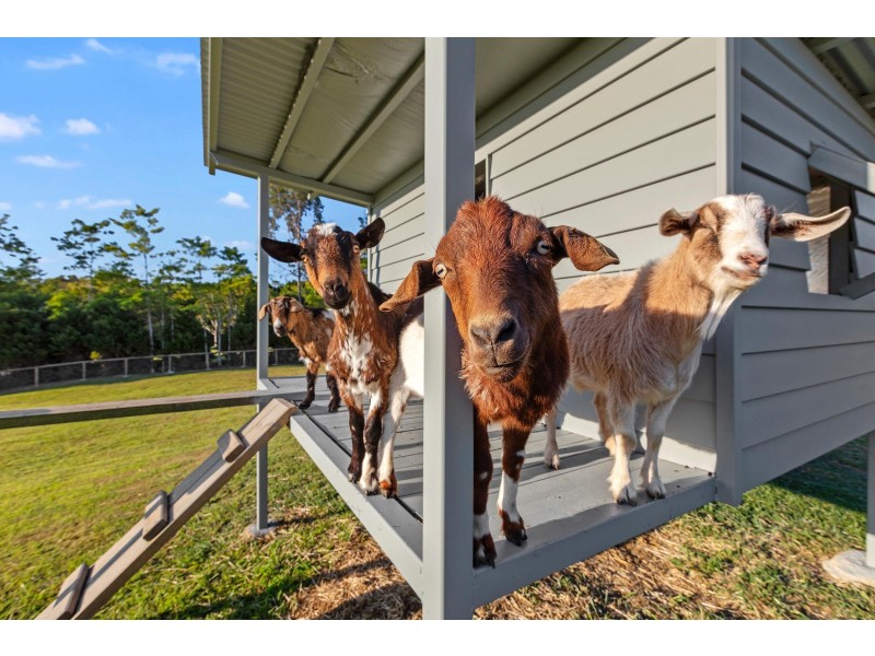 7 Wombat Place, Ninderry QLD 4561