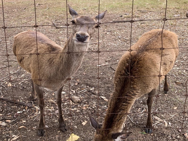 1133-1139 Yabba Creek Road, Imbil QLD 4570