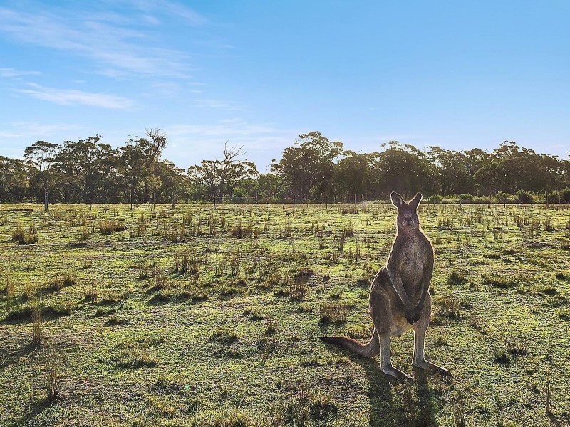 115 Buxton Avenue, Buxton NSW 2571
