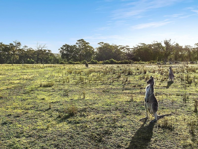 115 Buxton Avenue, Buxton NSW 2571