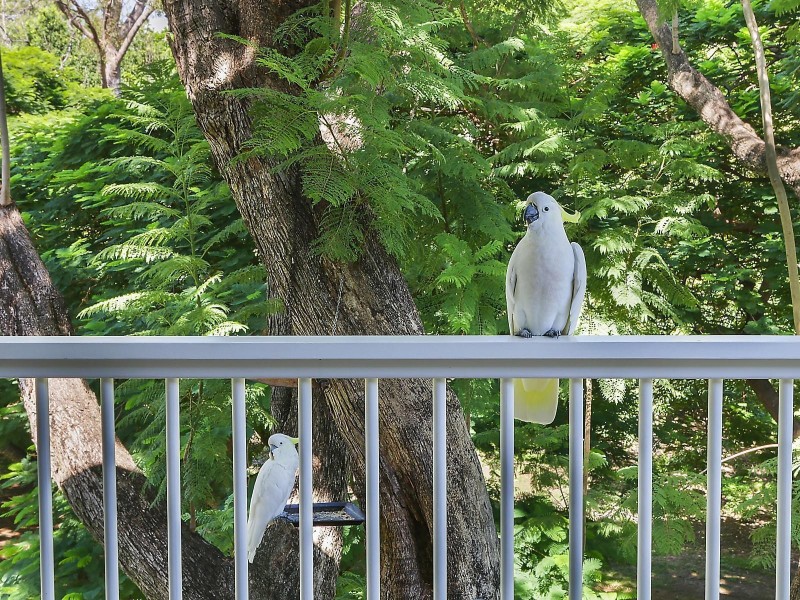 64 Coopers Camp Road, Bardon QLD 4065