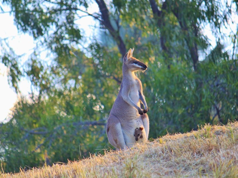 8 Dunluce Street, Parkhurst QLD 4702