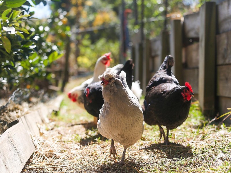 10 Buyuma Street, Carlingford NSW 2118