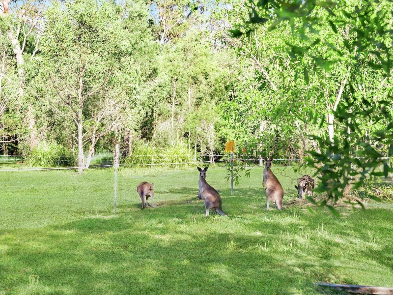 181 Hardwood Road, Landsborough QLD 4550