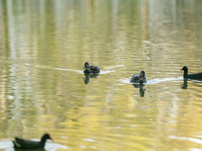 49 Casuarina Drive, Little Mountain QLD 4551