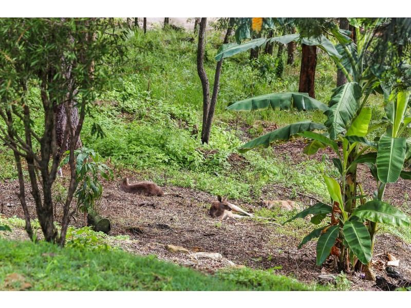 13 Sunset Drive, Little Mountain QLD 4551