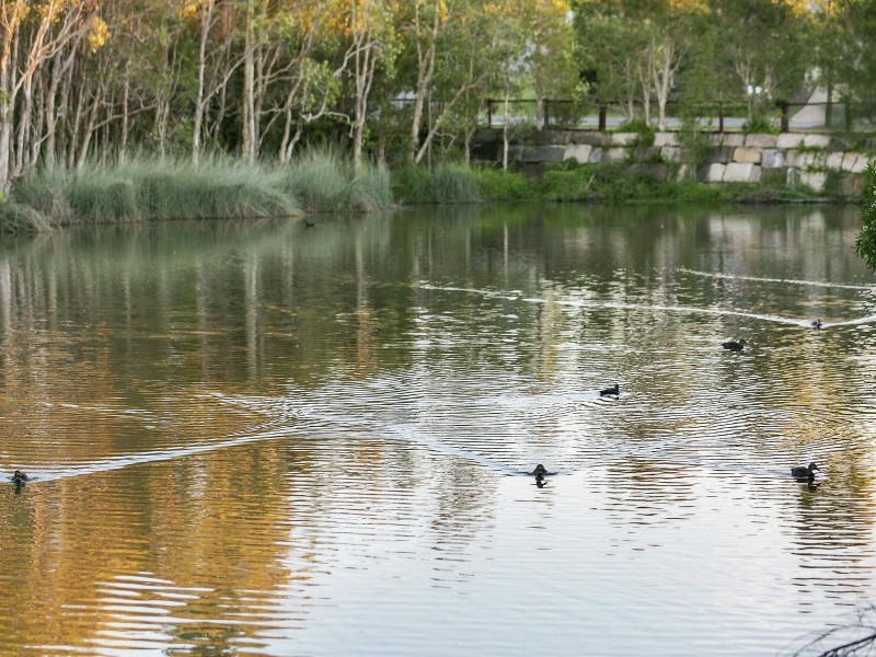 80 Sugar Bag Road, Little Mountain QLD 4551