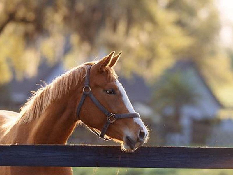 137 Glenfinnan Court, Forest Glen QLD 4556