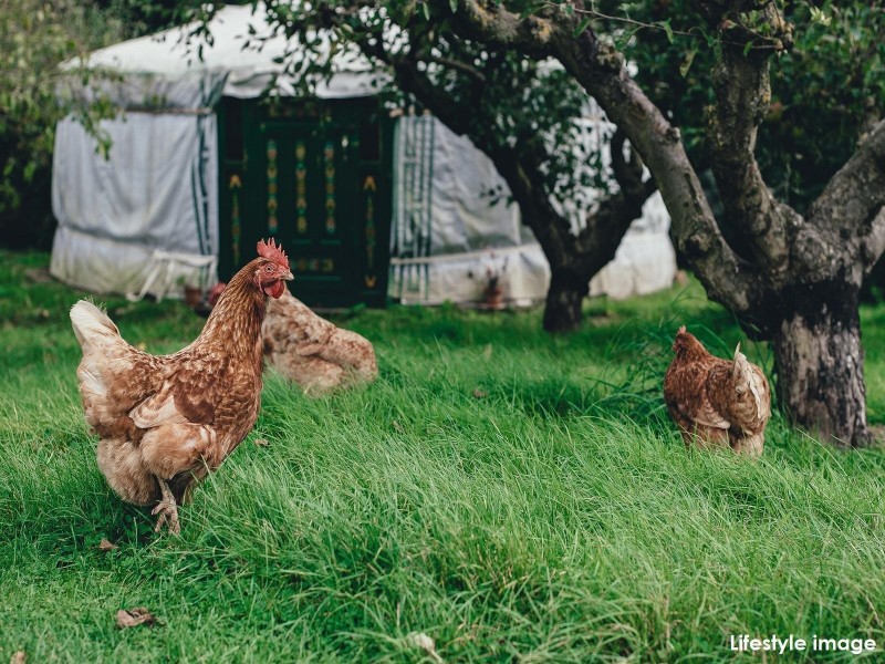 Brahman Court, Chatsworth QLD 4570