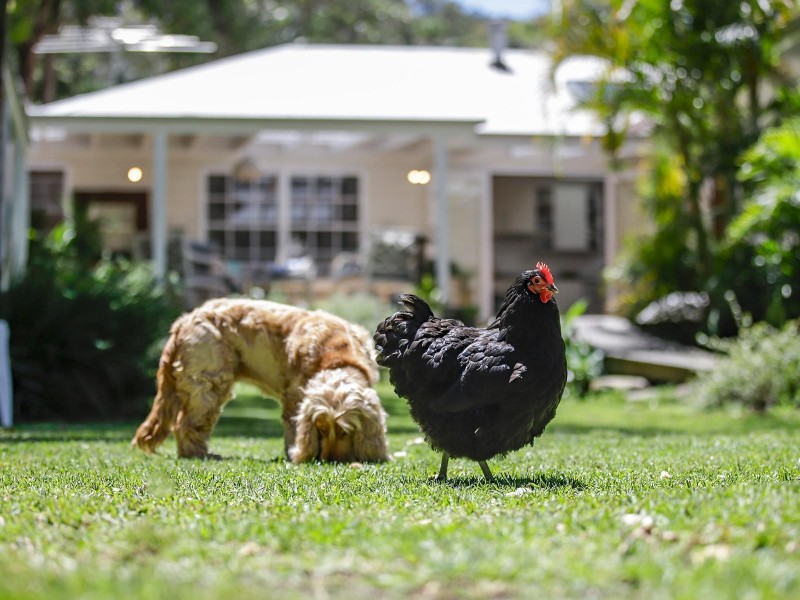 67 Central Road, Avalon Beach NSW 2107