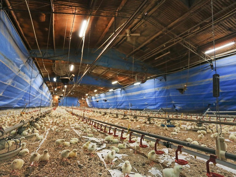 7 Peebles Road, Arcadia NSW 2159