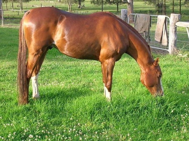 645 Swan Bay New Italy Road, Woodburn NSW 2472