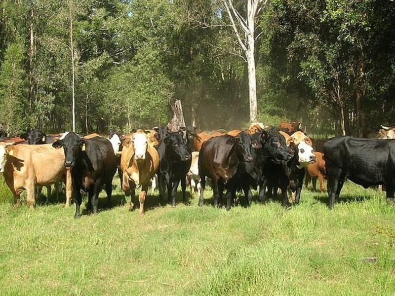 645 Swan Bay New Italy Road, Woodburn NSW 2472