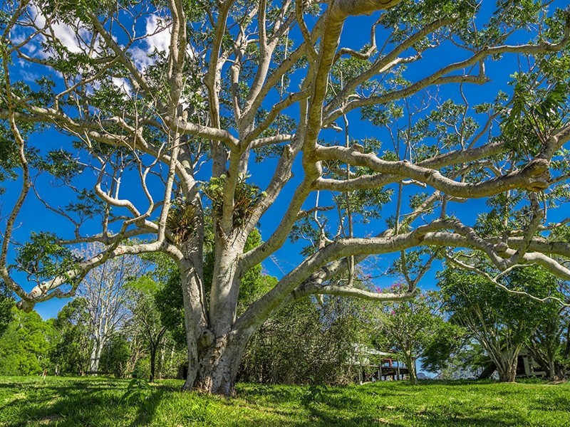 1030 ‘Rockpools Estate’ Currumbin Creek Road, Currumbin Valley QLD 4223