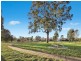 133 Nullarbor Avenue, Harrison ACT 2914