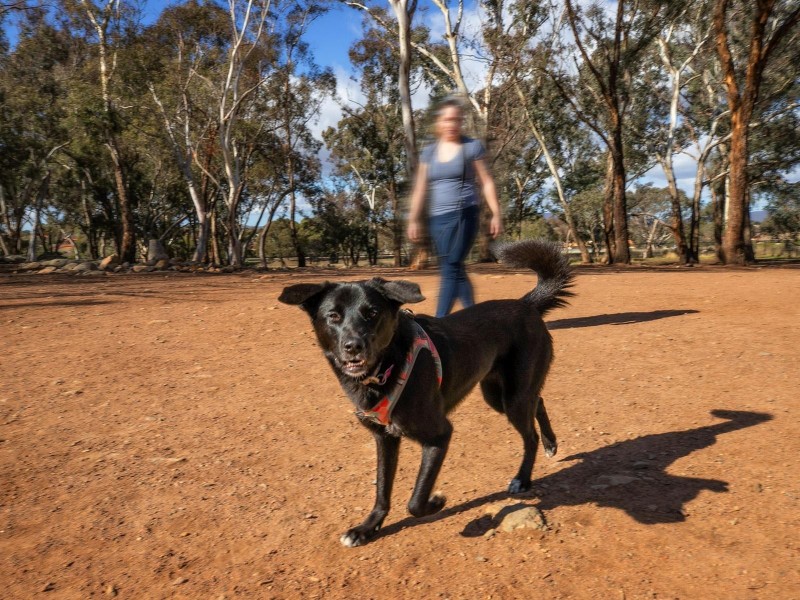 39 Dalkin Crescent, Casey ACT 2913
