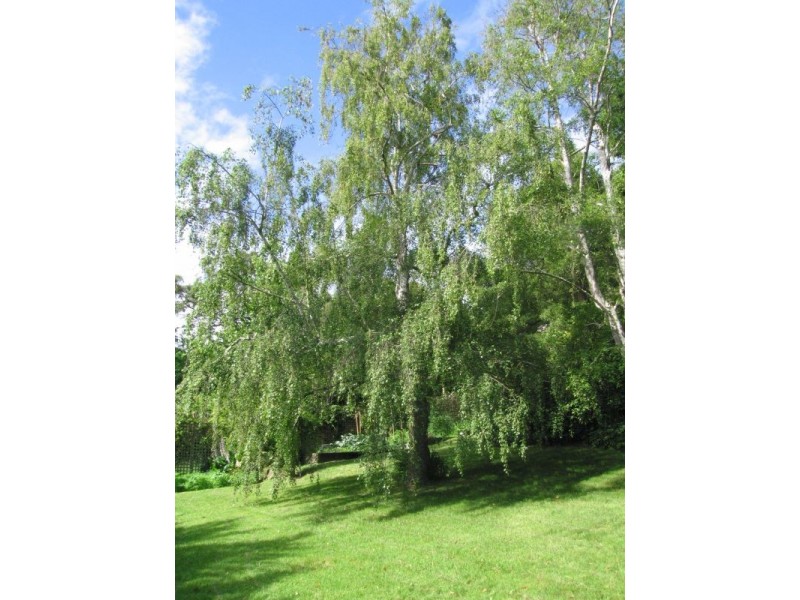 17-19 William Street, Lorne VIC 3232